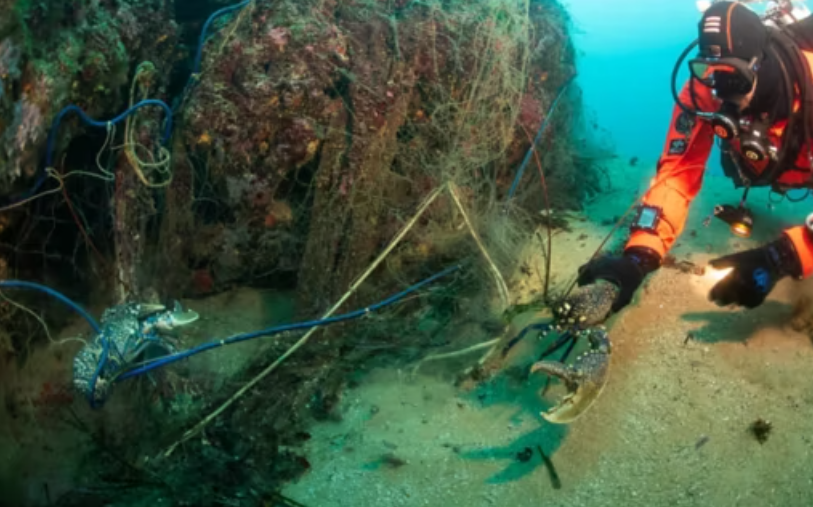 Hyundai Conservation: Deep Sea Diver picking up a lobster